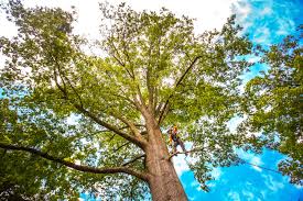 How Our Tree Care Process Works  in  Heartland, TX